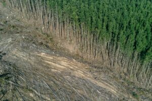 Health Implications of Deforestation And Loss of Natural Habitats