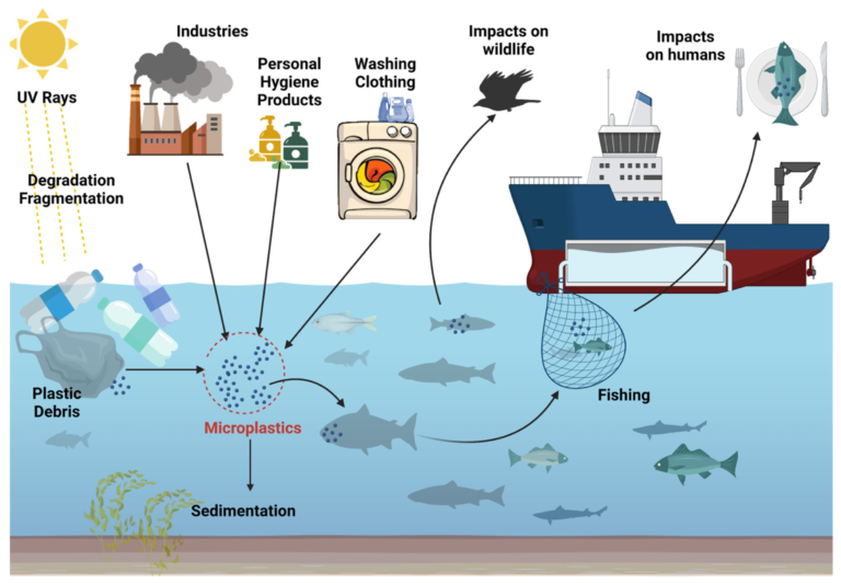 The Link between Plastic Pollution And Endocrine Disruptors in Humans
