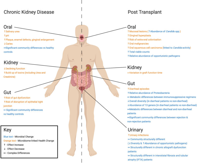 What is the Difference between Kidney Disease And Chronic Kidney Disease
