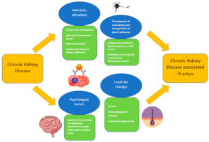 What is the Difference between Kidney Disease And Renal Disease