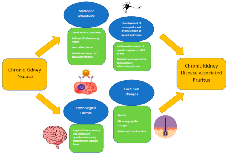 What is the Difference between Kidney Disease And Renal Disease